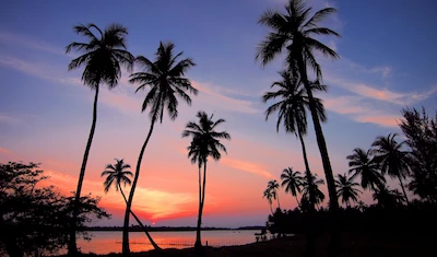 Photo of island palm trees at sunset